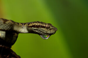 Amboli 2018 - Malabar pit viper