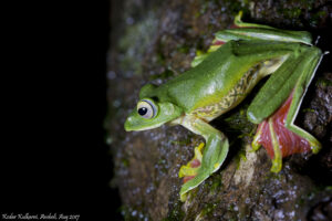 Amboli 2019 - Malabar Gliding Frong