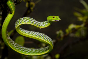 Amboli 2018 - Vine Snake