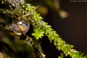 Amboli 2019 - Amboli bus frog Egg