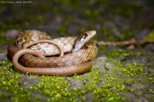 Amboli 2019 - Beddome's Keelback